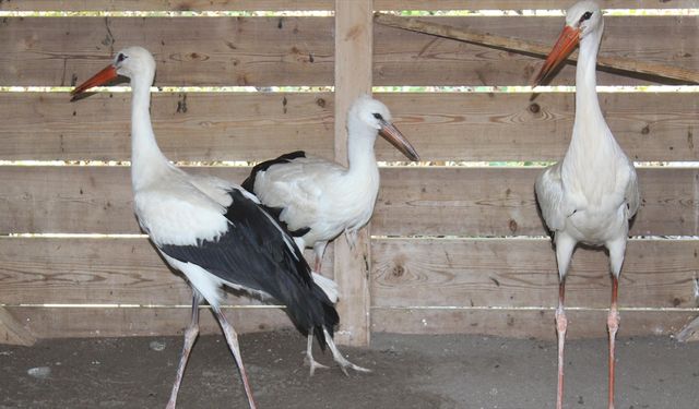 Göçü kaçıran yaralı leylekler kışı Kızılırmak Deltası Kuş Cenneti'nde geçirecek