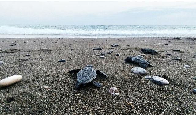İztuzu sahilinde 30 bin yavru caretta caretta mavi sularla buluştu