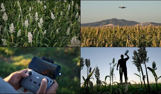 Kahramanmaraş'ta çiftçiler 'akdarı'yı kuşlardan dronla koruyor