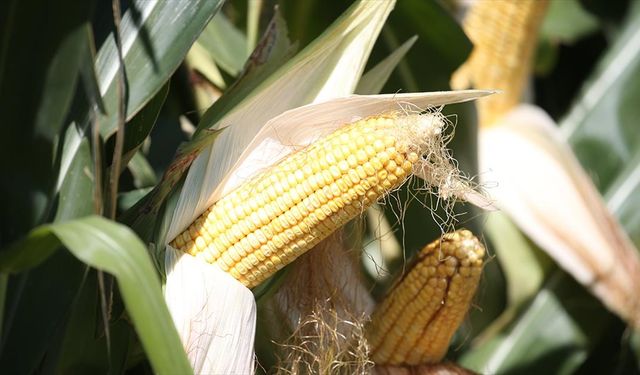 Kars'ta hümik asitli silajlık mısır üretim denemesinde yüksek verim alındı