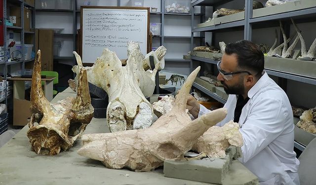 Kayseri'de 7,7 milyon yıllık 3 fil kafatası bulundu