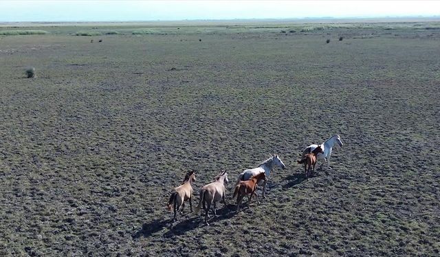 Kızılırmak Deltası Kuş Cenneti'nde yaklaşık 450 yılkı atı yaşıyor