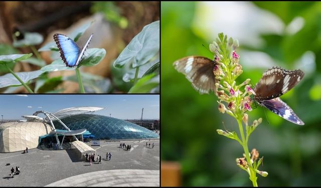 Konya Tropikal Kelebek Bahçesi yaz döneminde 272 bin ziyaretçiyi ağırladı