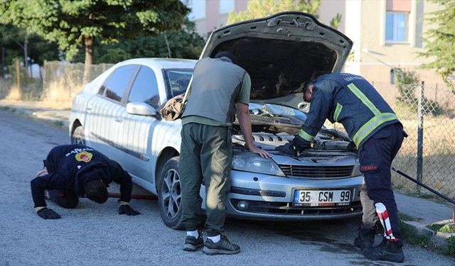 Köpeklerden kaçan su samuru otomobilin kaputuna sığındı