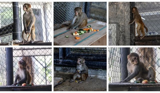 Kötü muamelede bulunulan maymun, Mersin'de artık 'güvenli ellerde'