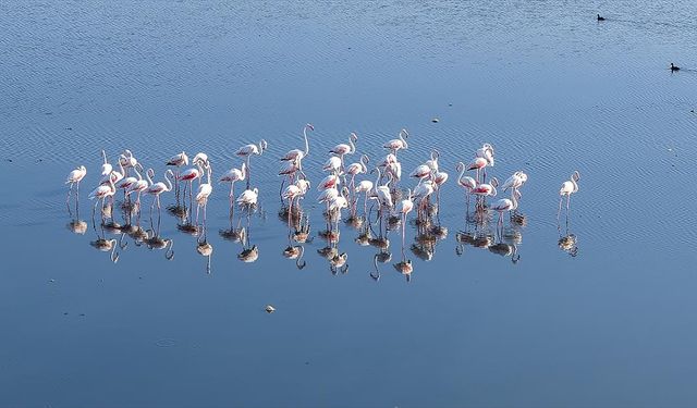 Kuraklık Van Gölü kıyılarındaki flamingoların yaşam alanlarını daralttı