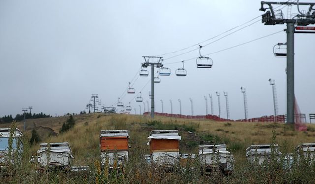 Palandöken Kayak Merkezi, bitkilendirme çalışmaları ve arı kovanı uygulamasıyla yeşilleniyor