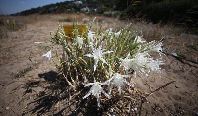 Sahillerin beyaz süsü kum zambakları antik kent kıyılarında özenle korunuyor