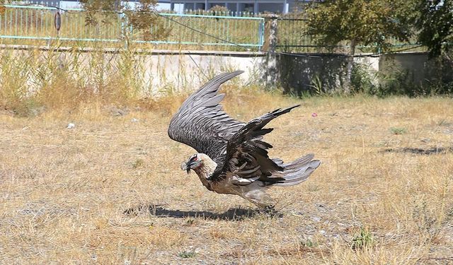 Soyu tehlikede olan yaralı sakallı akbaba, tedaviyle yaşama tutundu