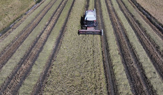 Sulama tedbirleri sayesinde Edirne'deki çeltik üreticileri verimden memnun