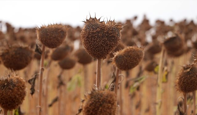 Tarımsal kuraklıkla mücadelede 'anıza ekim' tavsiyesi