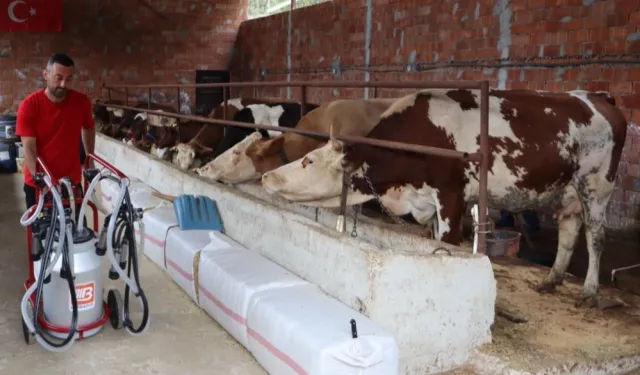 Ordu’da sütün değeri artıyor üreticinin yüzü gülüyor