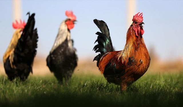 Denizli horozunun ırkı Konya'daki enstitüde korunuyor