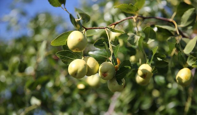 Edirne'de çiftçiler küçük arazilerini yüksek gelirli hünnap üretimiyle değerlendiriyor