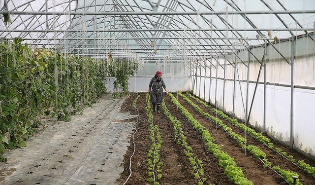 Edirneli Şirin teyze ikinci serasına kavuşuyor