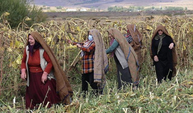 Erzurum'un ehramlı kadın çiftçileri, kurdukları kooperatifle üretime katkı sağlıyor