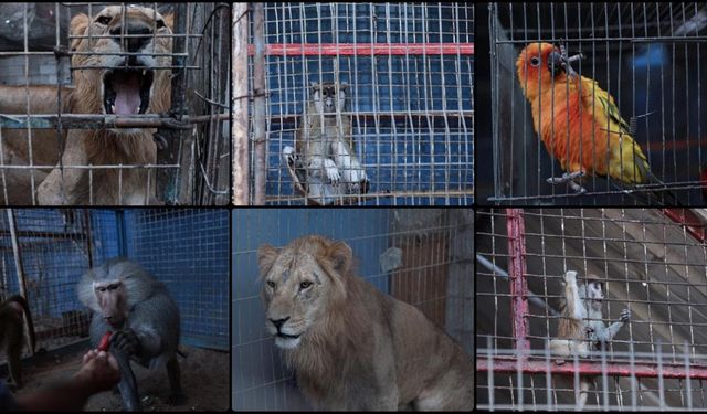 Filistinli aile Gazze'nin en eski hayvanat bahçesinin sakinlerini yaşatmak için yoğun çaba harcıyor