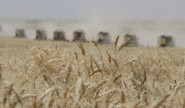 Güneydoğu Anadolu'dan 9 ayda 2,6 milyar dolarlık hububat ihracatı gerçekleştirildi