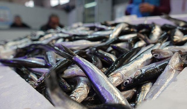 Hamsi yılın 9 ayında 19 ülkede alıcı buldu