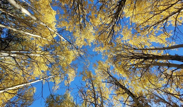 Kars'ın doğası sonbahar renkleriyle süslenmeye başladı