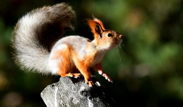 Kars'ta kızıl sincap ve ağaçkakanlar yaşam alanlarında görüntülendi