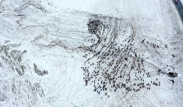 Kars'ta yayladan dönen göçerler karla karşılaştı