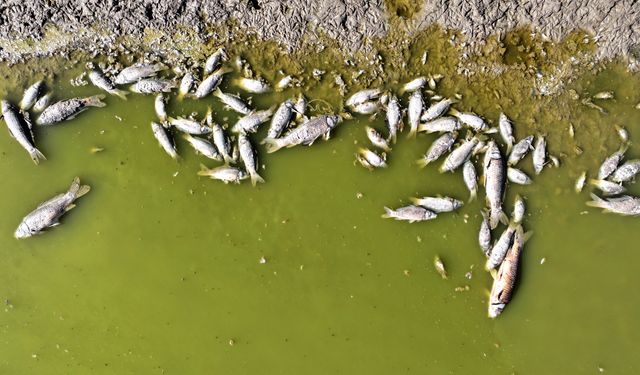 Kayseri'de Tozlu Göleti kıyısında balık ölümleri görüldü