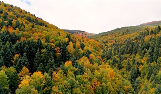 Samsun'un Alaçam ilçesinde sonbahar doğaya hakim oluyor