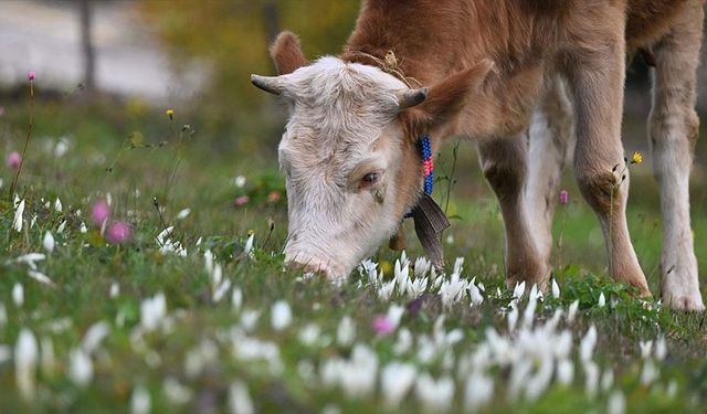 Trabzon'un yüksek kesimlerini 'vargit' çiçekleri süsledi