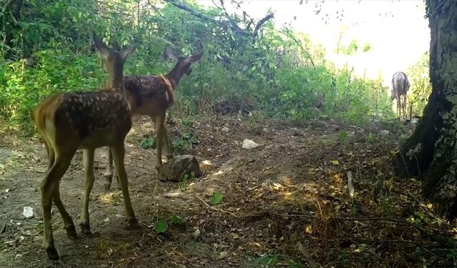 Uludağ'da kızıl geyik ailesi fotokapanla görüntülendi