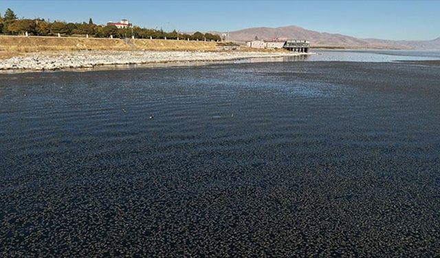 Van Gölü'nde kıyıya yakın bazı noktalarda yosun tabakası oluştu