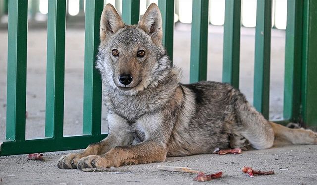 Van'da bir evde alıkonulan kurt koruma altında