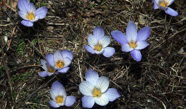 Yayladan dönüşün habercisi 'vargit' çiçekleri Ilgaz Dağı'nı süsledi