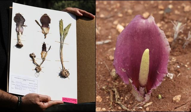 Yeni bitki türü, keşfine öncülük eden tarım işletmecisinin adıyla literatürde