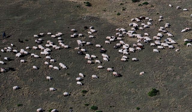 Zigana Dağı'nda besiciler sonbahar mesaisinde