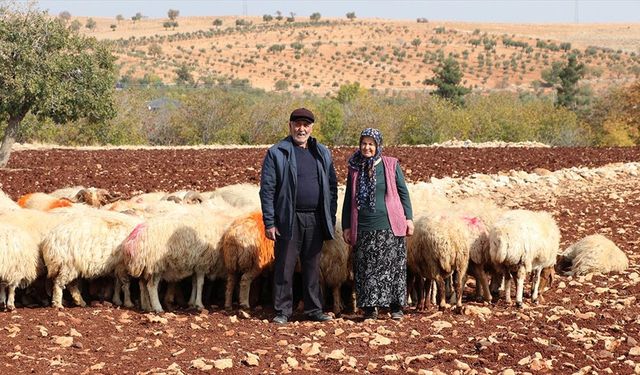 İkinci baharlarında belediyeden aldıkları destekle besici oldular