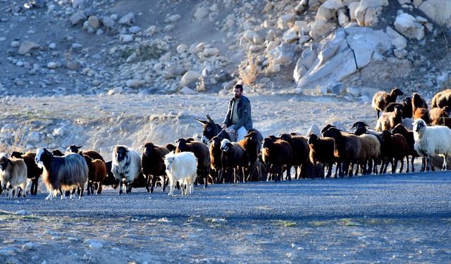 Kars yaylalarındaki göçerlerin dönüş yolculuğu devam ediyor
