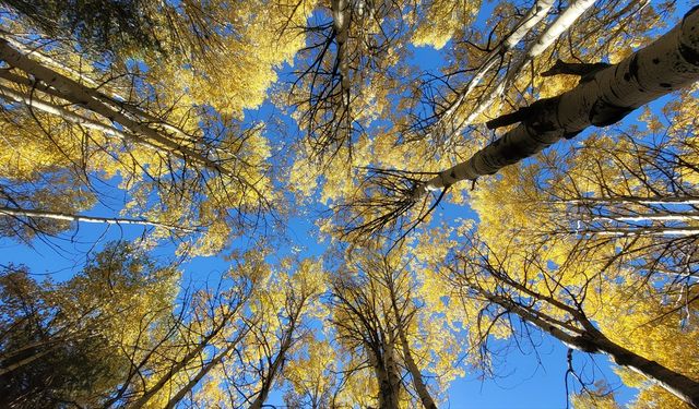 Kars'ta sonbaharın son güzellikleri yaşanıyor