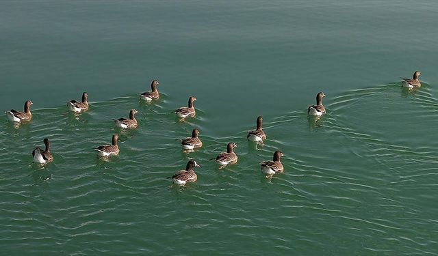 Kuş cenneti Erçek Gölü yaban kazlarına ev sahipliği yapıyor
