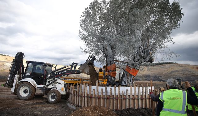 Muğla'da maden rehabilitasyon projesinde zeytin fidanları toprakla buluşturuldu