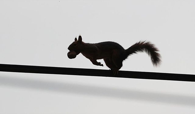 Samsun'un Alaçam ilçesinde sonbahar güzelliklerine sincaplar eşlik ediyor