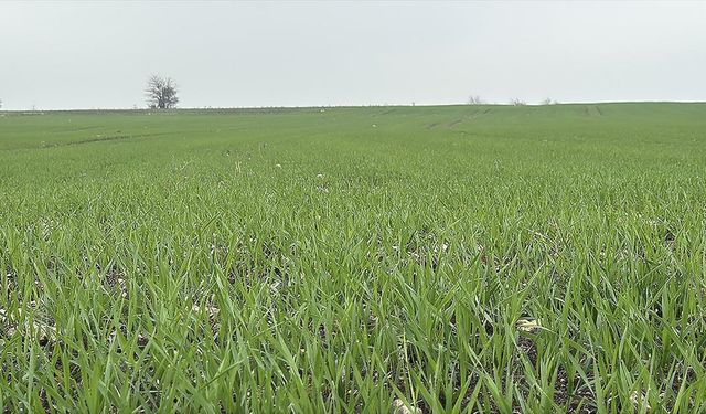 Trakya'da çiftçilerin buğday ekim mesaisi sürüyor
