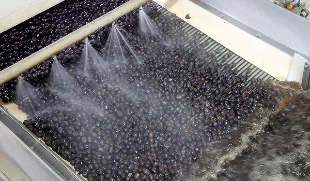 Türk zeytinini 68 ülkeye ihraç eden Marmarabirlik'in hedefi Orta Doğu pazarı