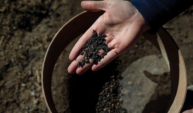 Van'daki kazılarda 5 bin yıllık olduğu değerlendirilen karbonlaşmış arpa taneleri bulundu