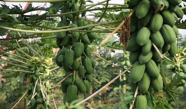 Alanya'da üretilen tropikal papaya meyvesi yurt dışından talep görüyor