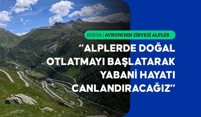 Alplerde otlatmanın yeniden başlatılması daha dirençli ekosistemler sağlayabilir