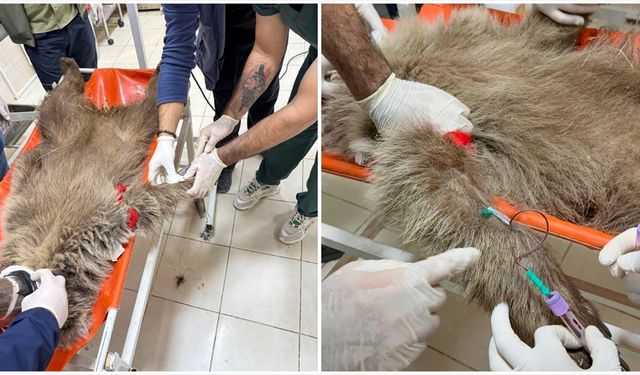 Ayı yavrusu 'Umut'a ateş eden kişinin izi mermi çekirdeğiyle sürülecek