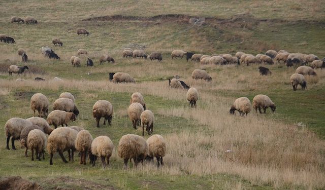 'Halk Elinde Islah Projeleri'ne toplam 2,7 milyar lira destek sağlandı