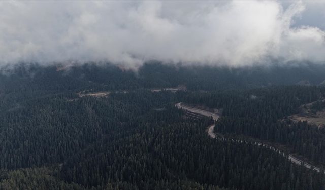 Ilgaz'da çam ağaçlarıyla bütünleşen sis dron ile görüntülendi