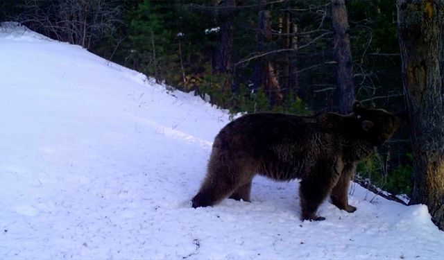 Kars'ta birçok bozayı kar yağışı sonrası kış uykusuna yattı